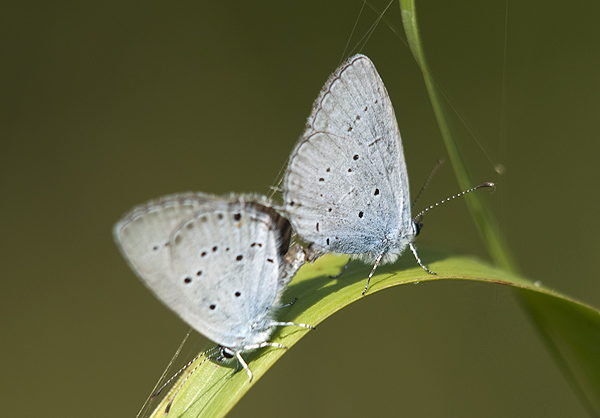 Celastrina argiolus ..probabile